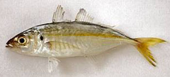 image011.jpg