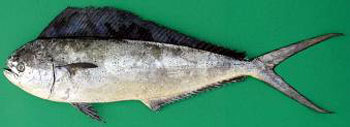 image013.jpg