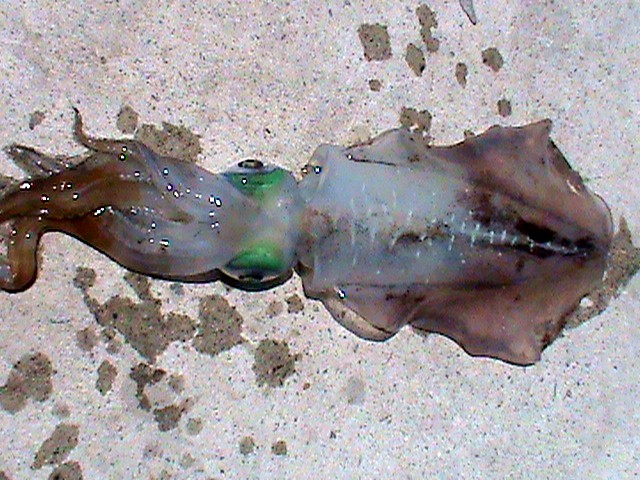 DSC00324.JPG