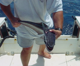 remora-sucker.jpg