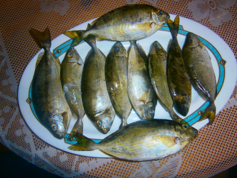 PA150125.JPG