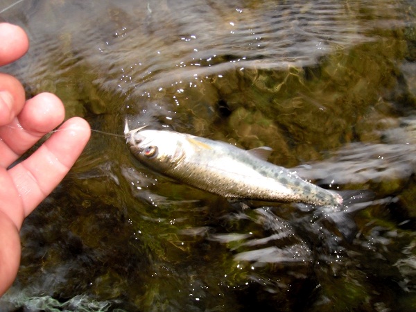 PA050011.jpg