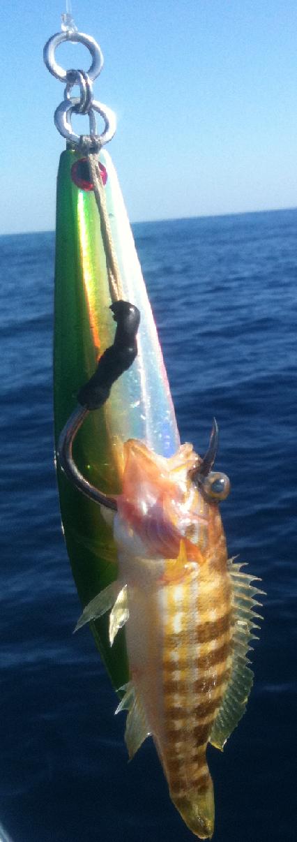 JIGGING MONSTER!!!.JPG