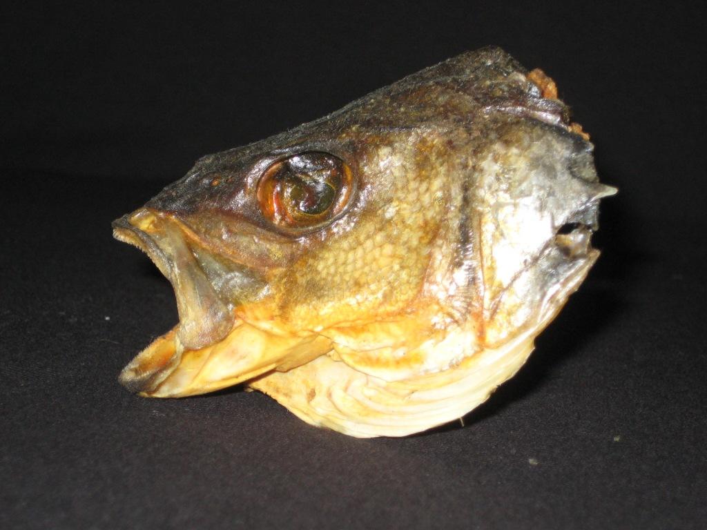 fish 1.jpg