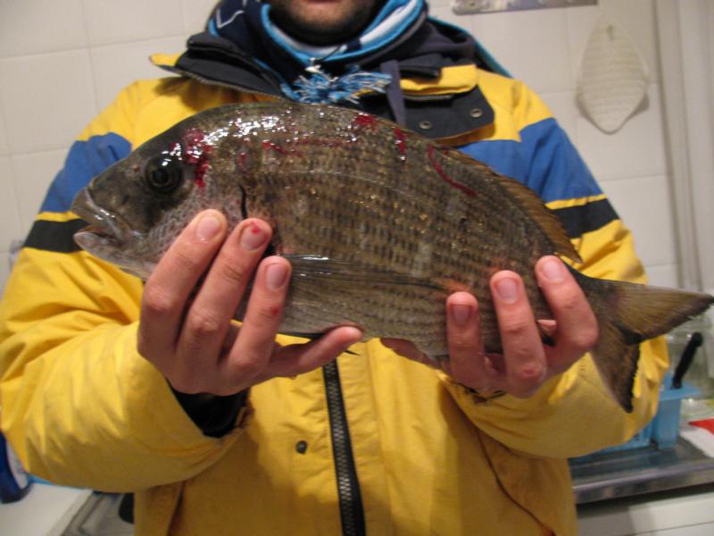 K800_IMG_4460.JPG