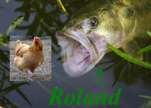 Roland-attacking.JPG