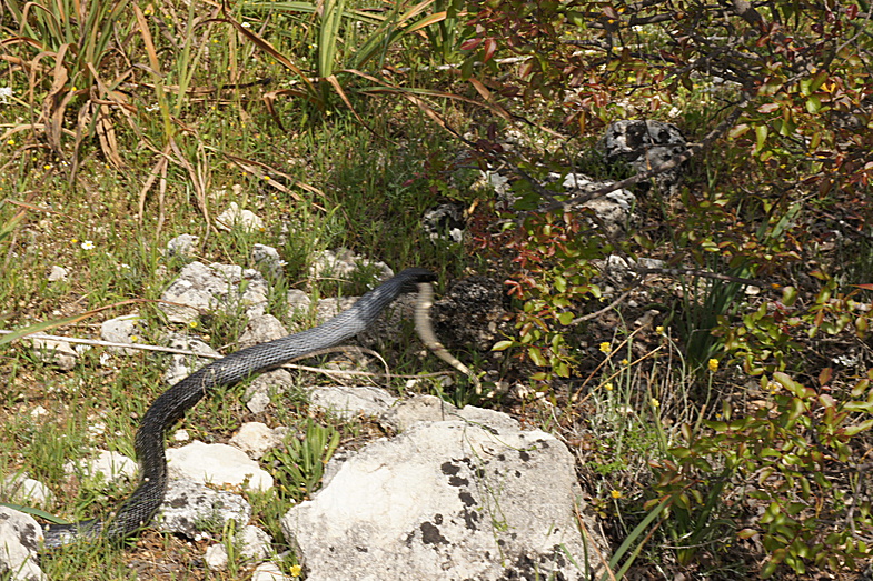 snake.jpg