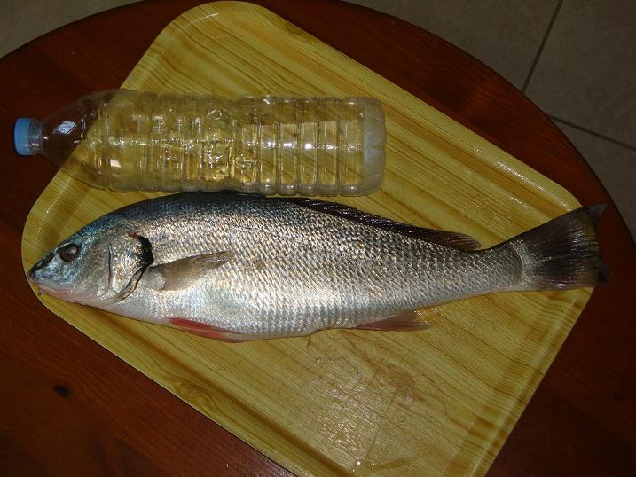 milokopi.JPG