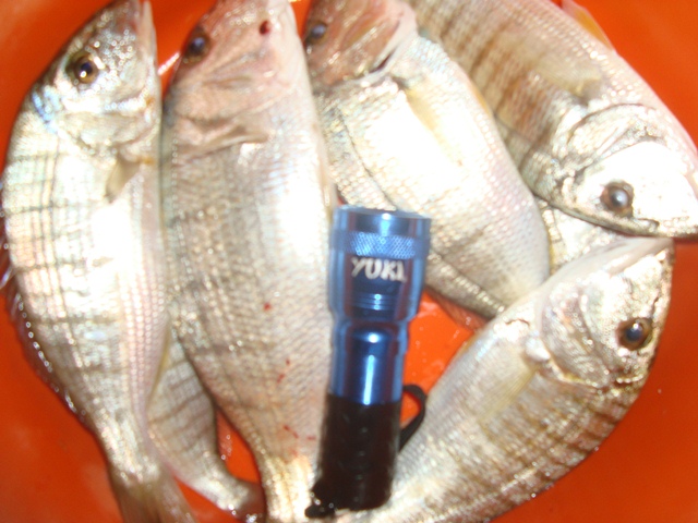 DSC02374.JPG