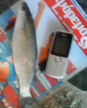 IMG0017A.jpg