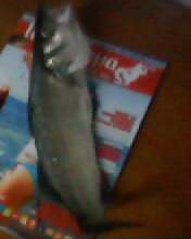 IMG0022A.jpg