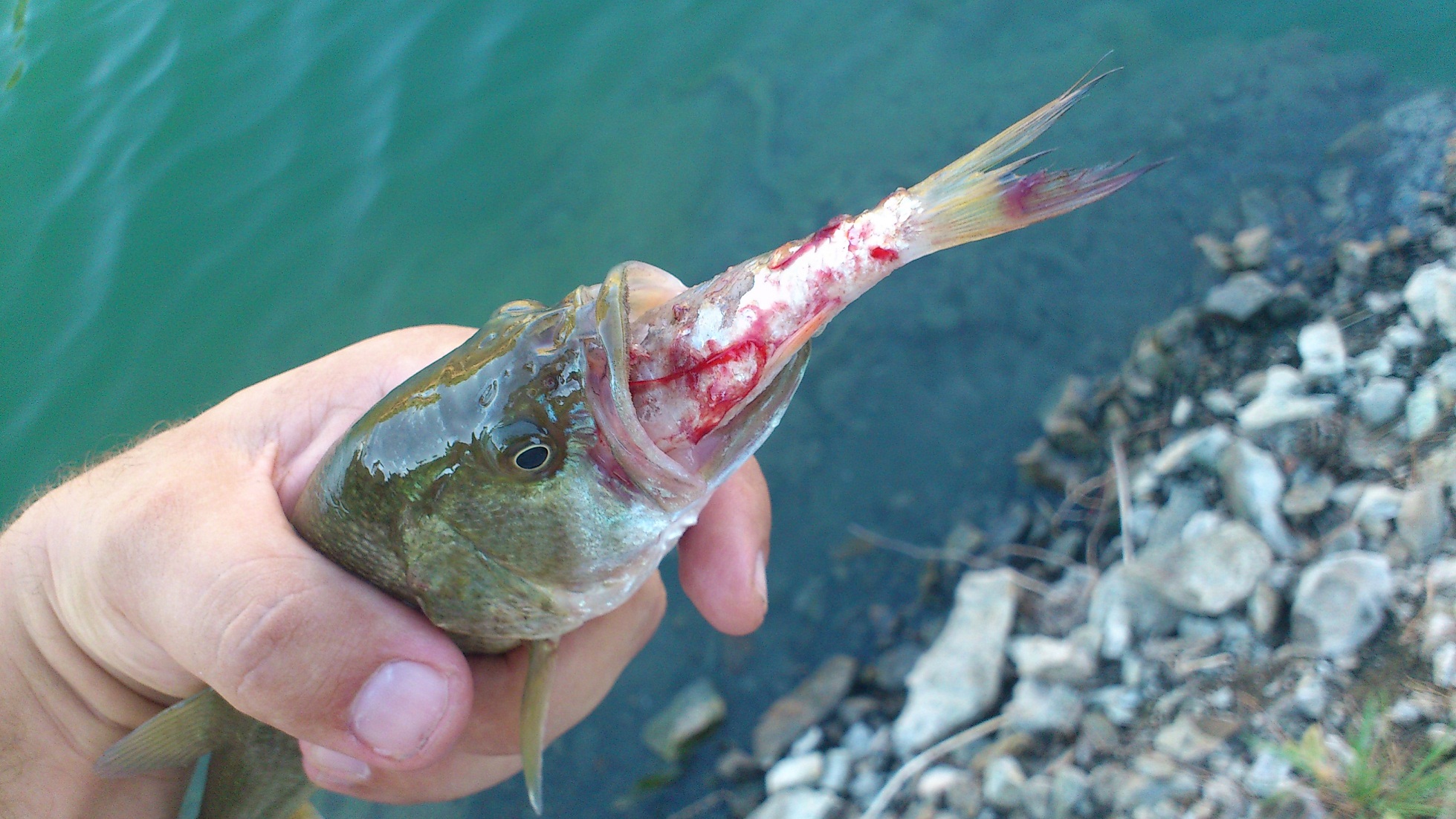 bass