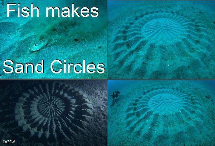 puffer fish.jpg