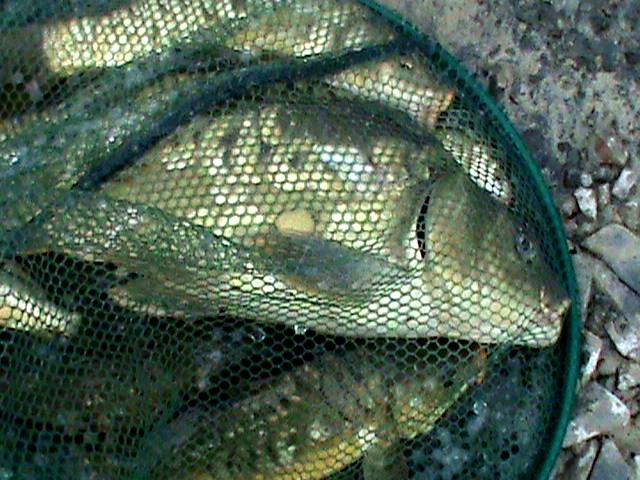DSC00338.JPG