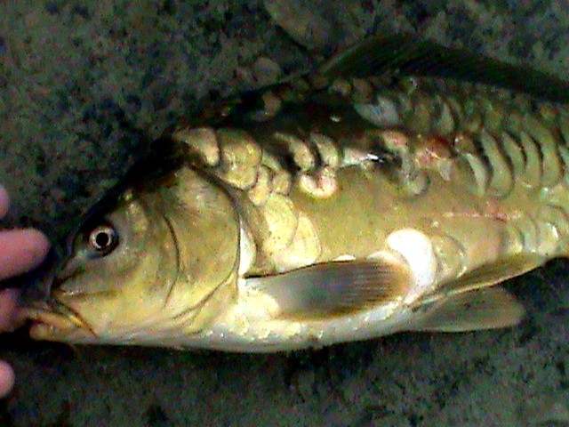 DSC00343.JPG