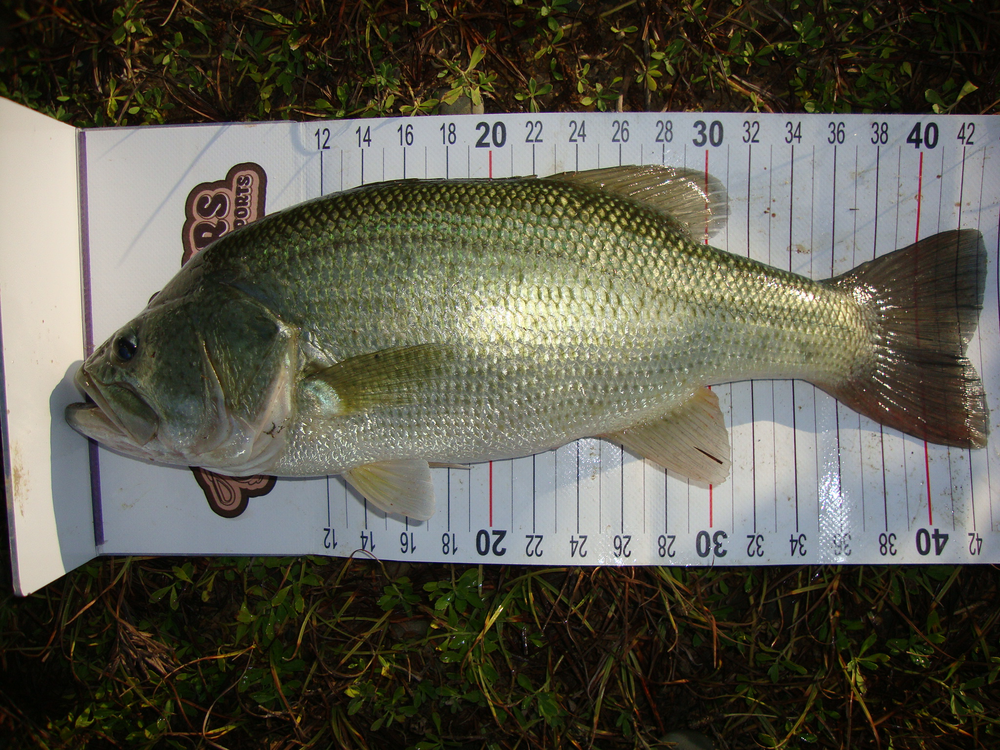 1.340kg