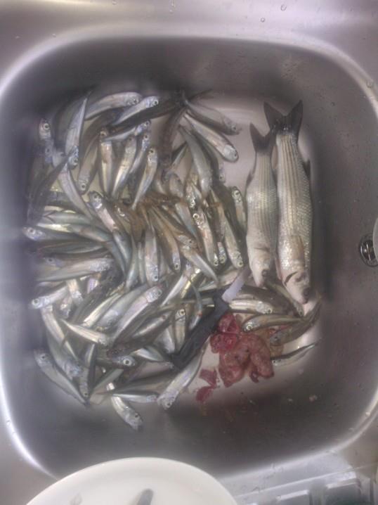 kefaloi. atherines.....4.7kg.....2-3-13.jpg