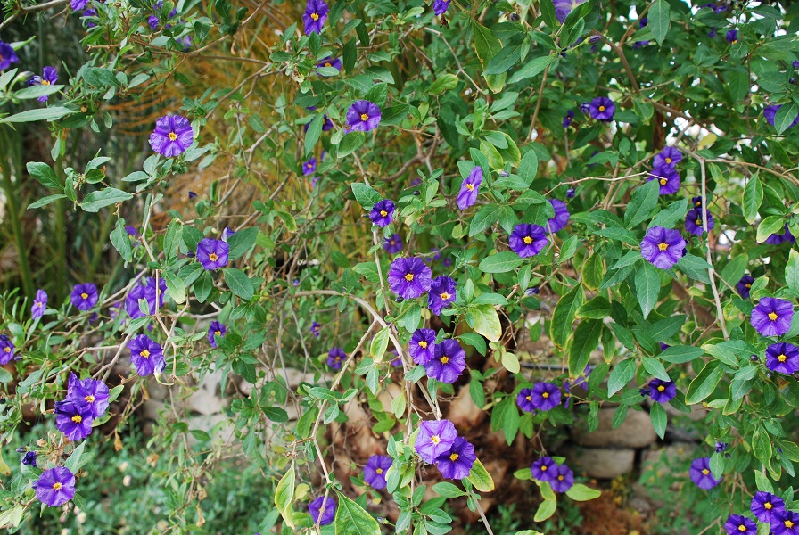 DSC_0161.jpg