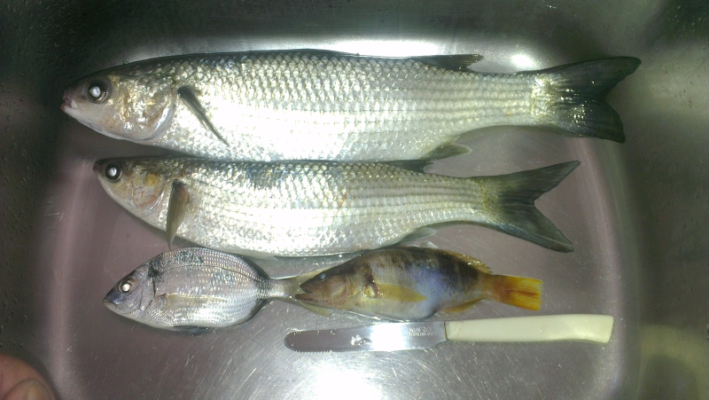 IMAG0025-14-07-2013.jpg